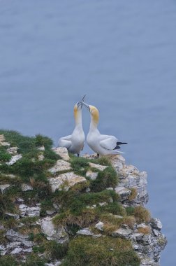 Kuzey gannets (morus bassanus çifti eskrim Gaga)