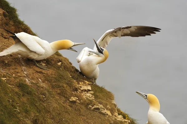 Een strijd over grondgebied tussen twee noordelijke bloemenverkoopster (morus bassanus) — Stockfoto