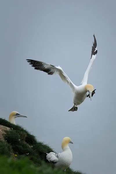 Hoge winden ontbijtbuffet een airborne noordelijke genten (morus bassanus). — Stockfoto