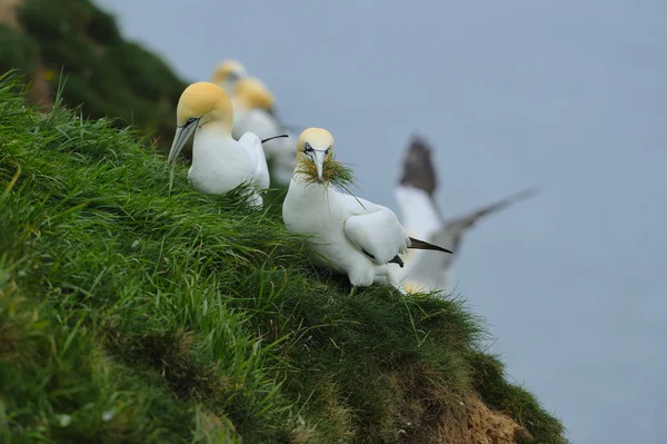 Zorza gannets (Morus bassanus) z trawy w dziobach. — Zdjęcie stockowe