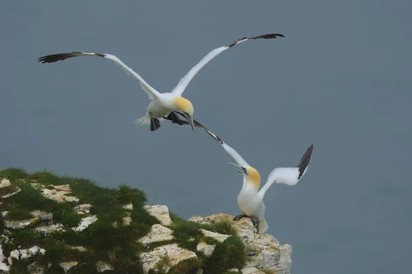 Um par de Gannets do Norte (Morus bassanus) com um vindo para pousar ao lado de seu companheiro . — Fotografia de Stock