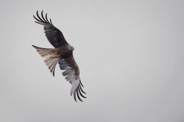 Soaring Red Kite (Milvus milvus) — Stock Photo, Image