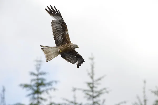 Red Kite (Milvus milvus) flying in front of conifers. — Stock Photo, Image