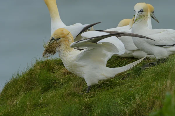 Contaminação do óleo em um gannet do norte (Morus bassanus ). — Fotografia de Stock