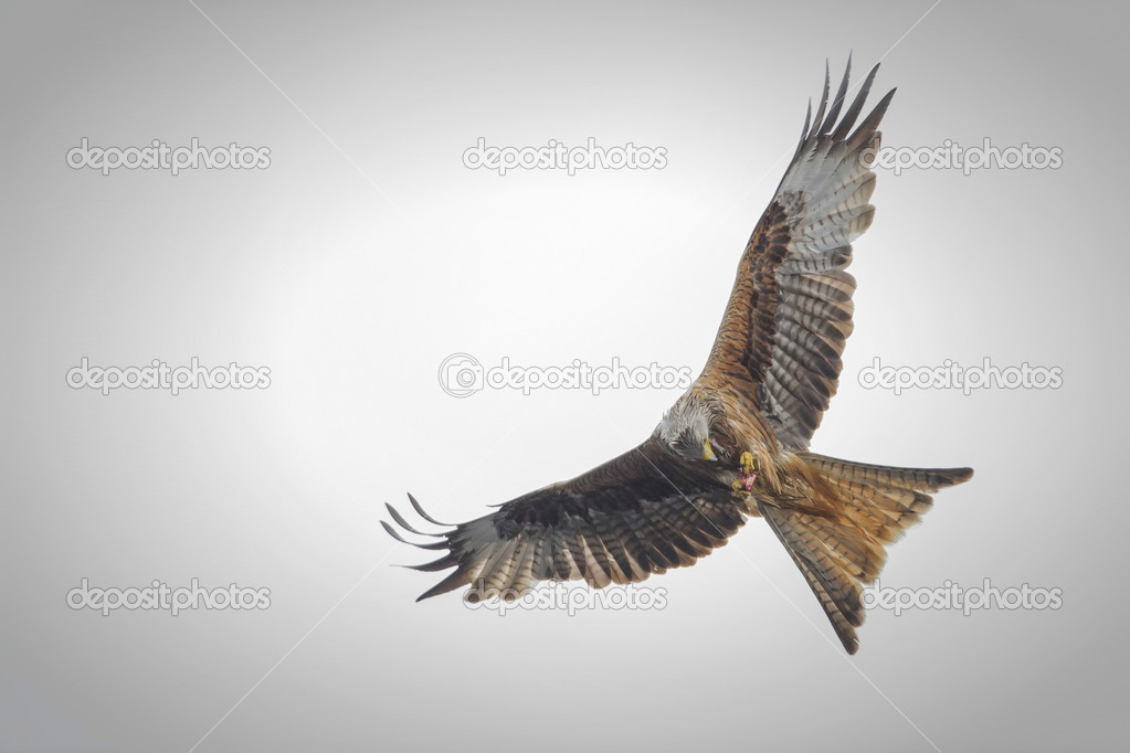 Red Kite (Milvus milvus) passing carrion from talons to beak.
