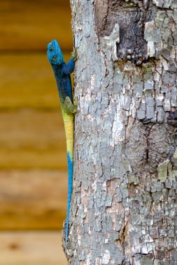 renkli mavi kafalı agama