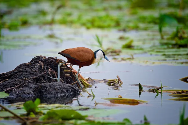 Jacana africana en el pantano de Mabamba — Foto de Stock