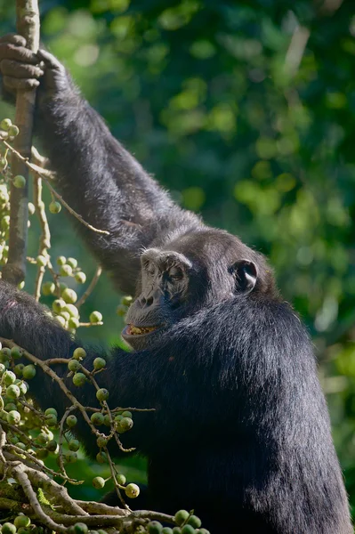 Jonge chimpansee — Stockfoto