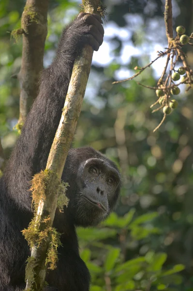 Habituated Kibale Chimpanzee — Stock Photo, Image