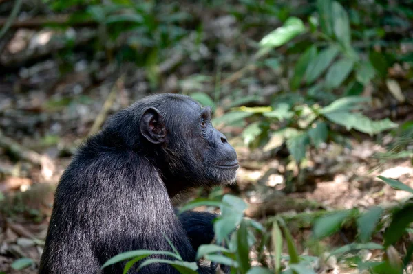 Gewend chimpansee in kibale forest — Stockfoto