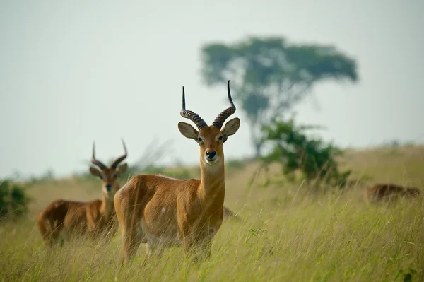 Mężczyzna kobs Ugandy — Zdjęcie stockowe