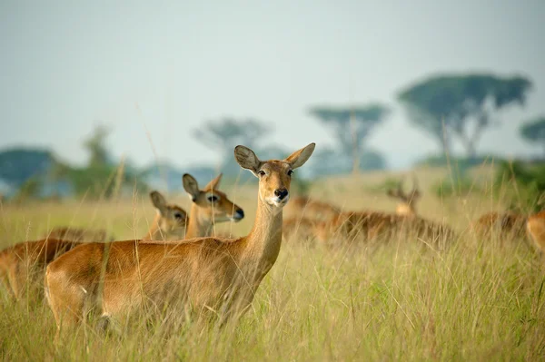 Uganda Kob Herd — Fotografie, imagine de stoc