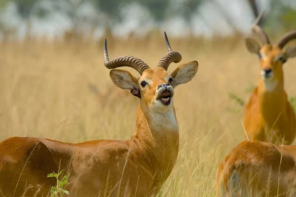 Ugandyjski kob dając rozmowy ostrzegawcze — Zdjęcie stockowe