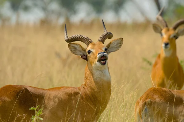 Oegandese kob geven waarschuwing oproep — Stockfoto