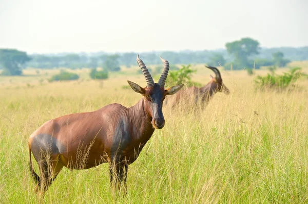 Uganda topis