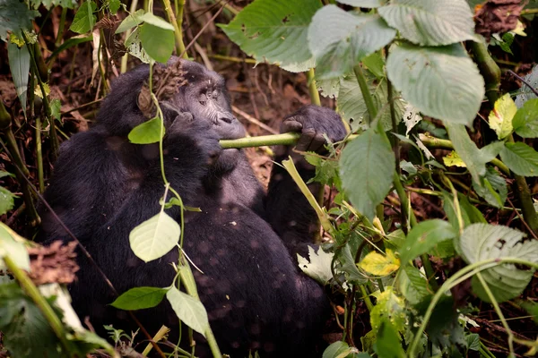 Bwindi Gorilla di montagna abituata — Foto Stock