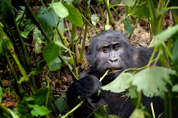 Giovani gorilla di montagna nella foresta di Bwindi — Foto Stock