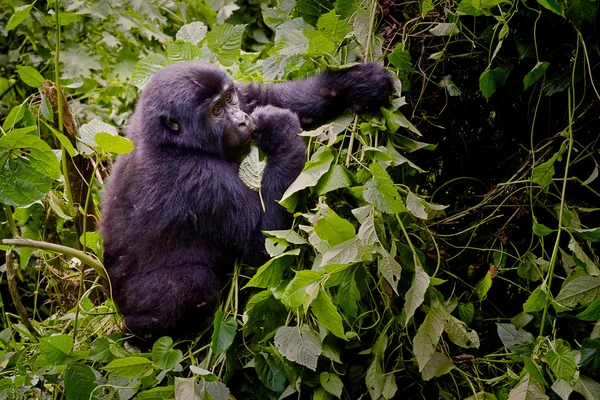 Juvenile Mountain Gorilla Feeding — Stock Photo, Image