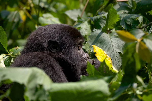 Perfil de Mountain Gorilla — Fotografia de Stock