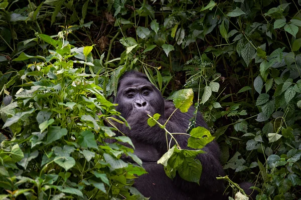 Habituated Blackback Mountain Gorilla — Stock Photo, Image