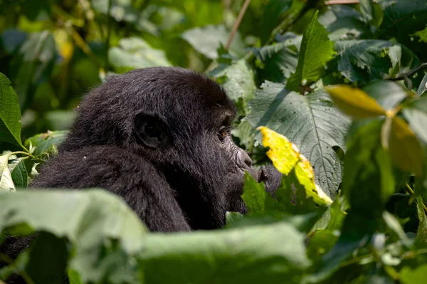 Perfil de Mountain Gorilla Fotos de stock libres de derechos