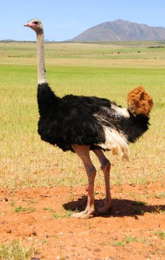 Devekuşları, klein karoo, Güney Afrika