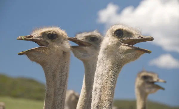 Avestruzes em Klein Karoo, África do Sul — Fotografia de Stock