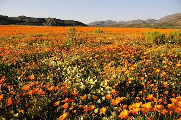 kır çiçekleri, namaqualand, Güney Afrika