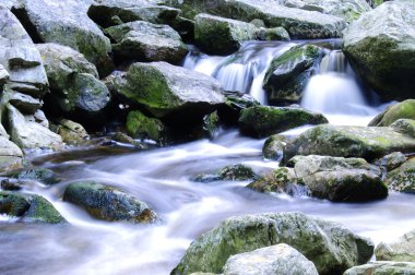 dağ dere ile yerli ormanlar, Güney Afrika