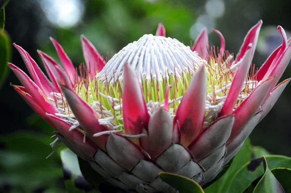 Rei protea — Fotografia de Stock