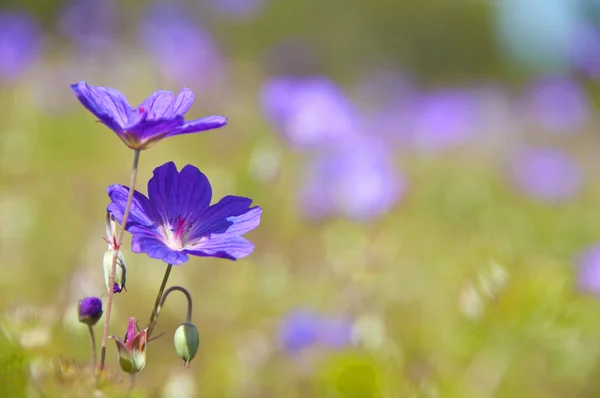 Dzikie kwiaty Obrazek Stockowy