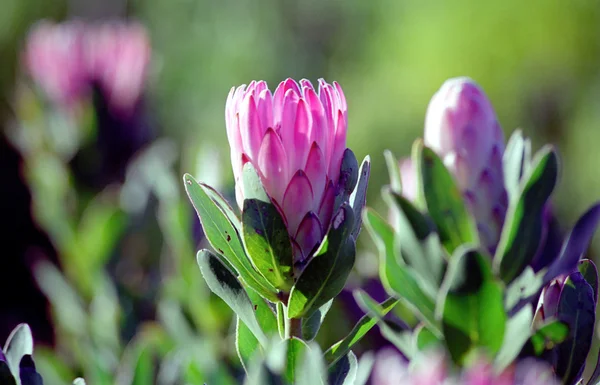 Fynbos, re Protea Foto Stock