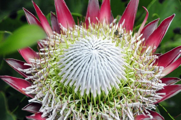 Fynbos, Rei Protea — Fotografia de Stock