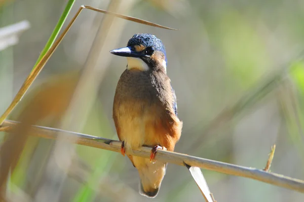 Malachit-Eisvogel — Stockfoto