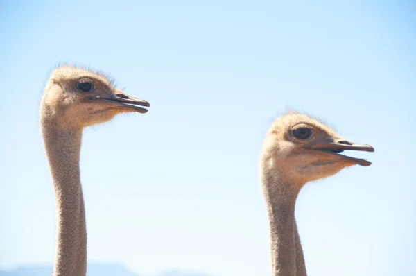 Στρουθοκαμήλους στη Νότια Αφρική — Φωτογραφία Αρχείου