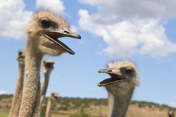 Avestruzes em África do Sul — Fotografia de Stock