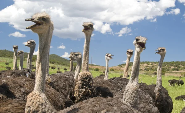 Strauße in Südafrika — Stockfoto