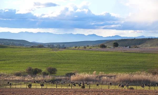 Klein Karoo agricoltura Fotografia Stock