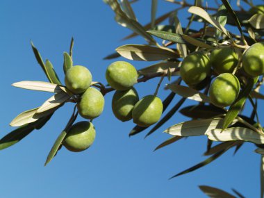 Bir dalda yeşil zeytin..