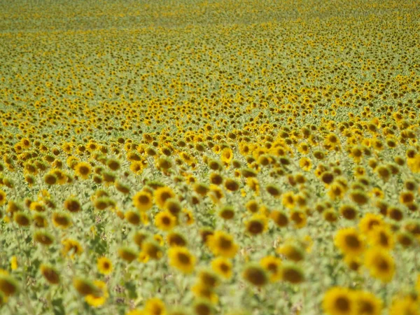 Sunflowers field. Nature background. Royalty Free Stock Images