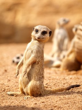 suricata - çöl faresi
