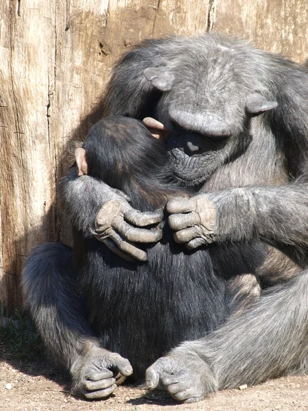 Шимпанзе - обезьяна — стоковое фото