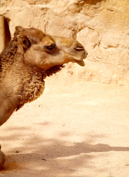 Dromedario cammello (Camelus dromedarius ) — Foto Stock