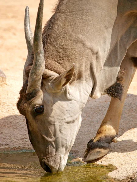 Gewone klier (Taurotragus oryx)) — Stockfoto