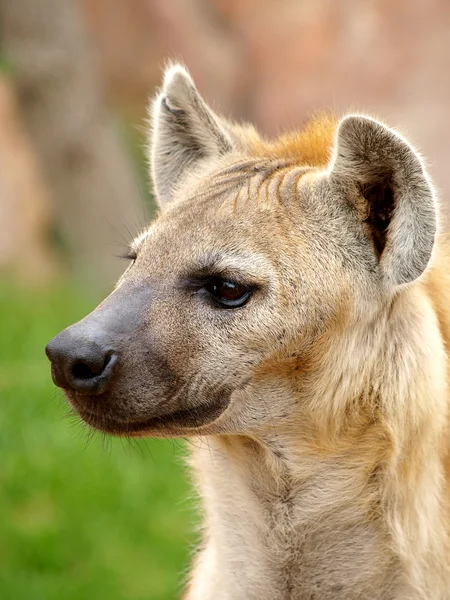 Gevlekte hyena — Stockfoto