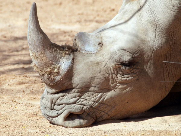 Zuidelijke witte neushoorn — Stockfoto