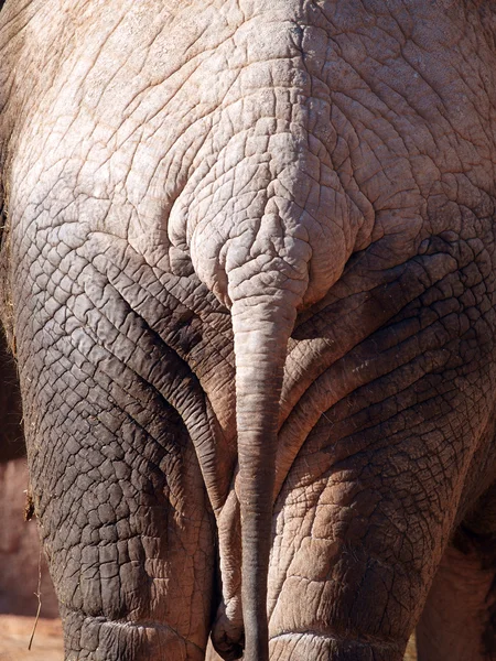 African elephant back. — Stock Photo, Image