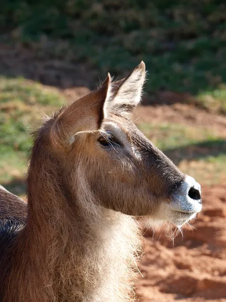 Vrouwelijke waterbok (Kobus Ellipsiprymnus) — Stockfoto