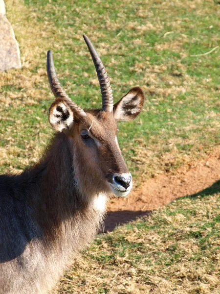 Waterbok (Kobus ellipsiprymnus) — Stockfoto