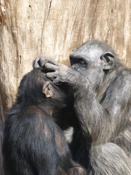 Шимпанзе - мавпа Стокова Картинка